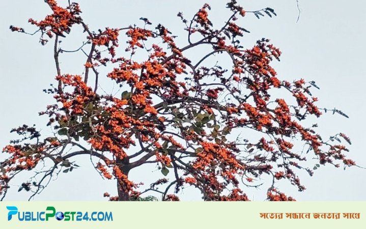 নাটোরের প্রকৃতি জুড়ে বসন্তের উপস্থিতি