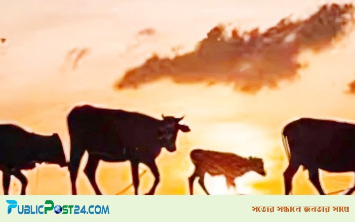 কক্সবাজারে আবারো গুলি করে গরু লুট