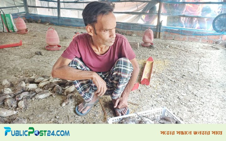 সাড়ে ৪ হাজার কোয়েল পাখির মৃত্যু, স্বপ্ন শেষ রায়হানের