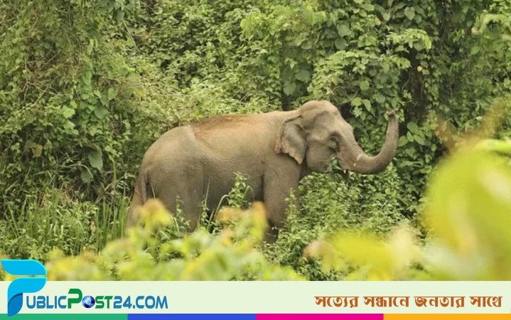 রাজস্থলীতে প্রসবকালে শাবকসহ বন্য হাতির মৃত্যু