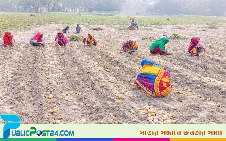 খেতের আলু খেতেই পড়ে থাকার শঙ্কা