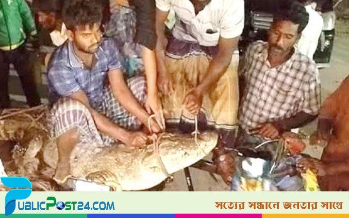 গড়াই নদীর কুমিরটি ধরা পড়ায় এলাকাবাসীর উল্লাস