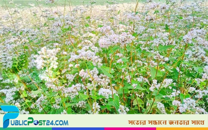 নাটোরে শুরু হয়েছে হারিয়ে যাওয়া ঢেমশি চাষ