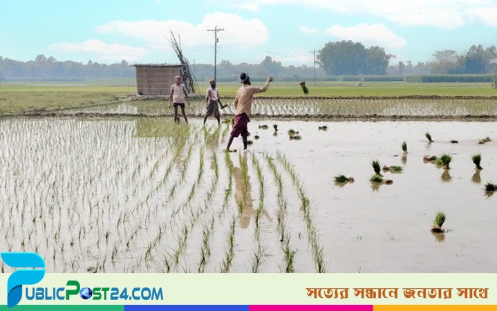 মানিকগঞ্জে ইরি-বোরো আবাদে খরচ বেড়েছে