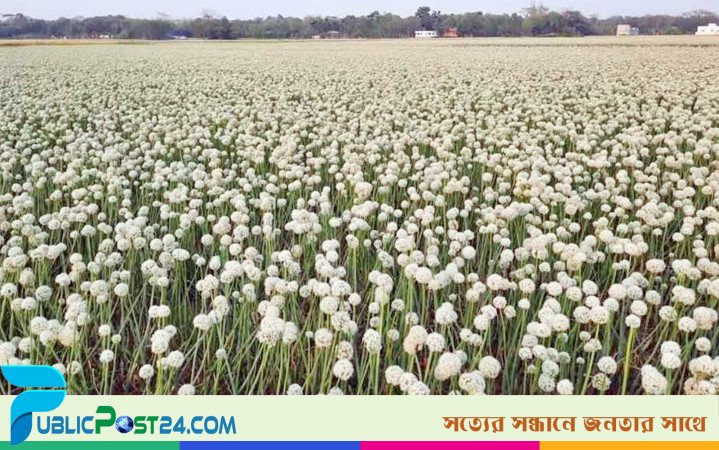 পেঁয়াজের সাদা ফুলে ‘কালো সোনা’ নিয়ে স্বপ্ন দেখছেন চাষিরা