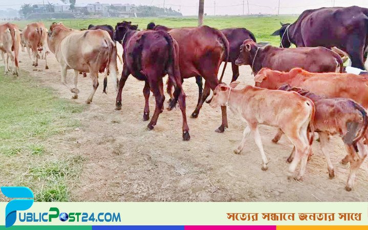 হাওরে ৬ মাস মেয়াদি গরু পালনে ঘুরছে প্রান্তিক অর্থনীতির চাকা