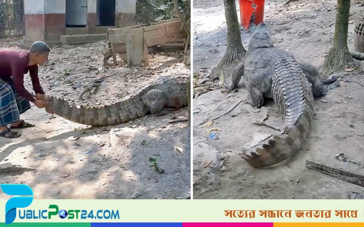 সঙ্গী খুঁজতে লোকালয়ে খানজাহান আলী মাজারের কুমির