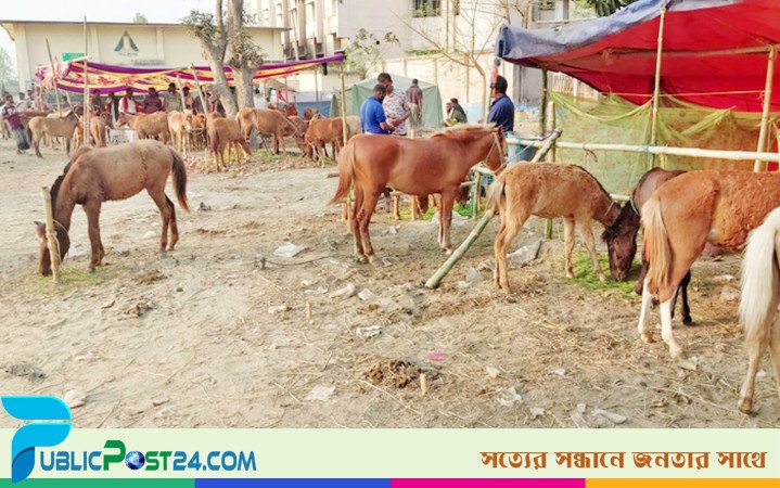 জয়পুরহাটে জমে উঠেছে ৫'শ বছরের পুরোনো ঘোড়ার মেলা