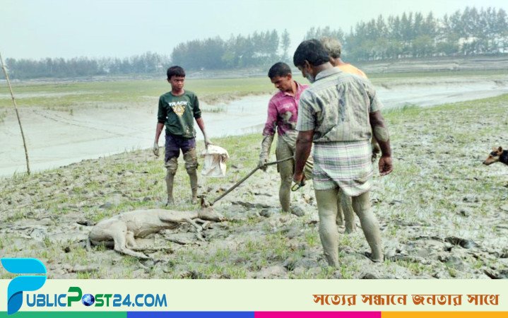 কুকুর লেলিয়ে চিত্রা হরিণ শিকার!