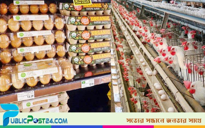 যুক্তরাষ্ট্রে লেয়ার মুরগি ভাড়া নিচ্ছেন মার্কিনিরা