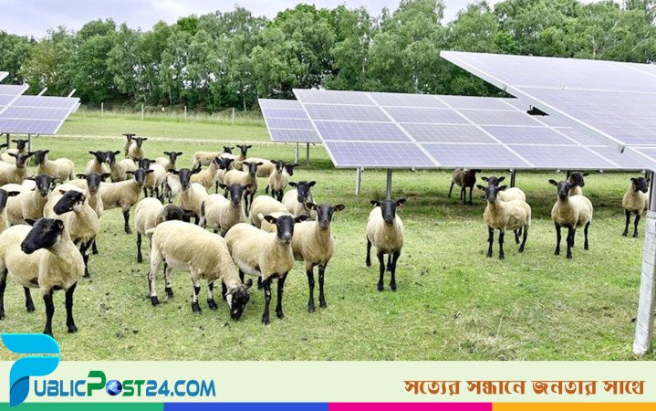 যুক্তরাষ্ট্রের সৌরবিদ্যুৎ প্রকল্পগুলো ভেড়ার চারণভূমি