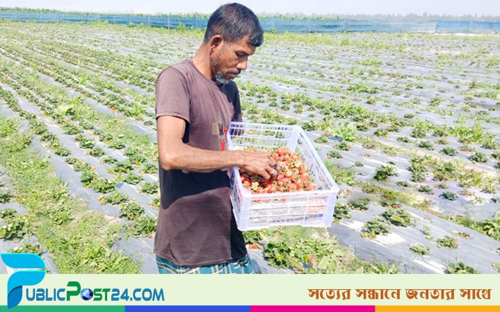 স্ট্রবেরি চাষ পুঁজি নিয়ে টানাটানি