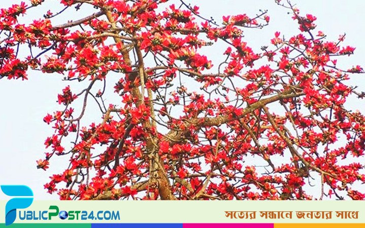 লাল শিমুলে চোখ জুড়াচ্ছে প্রকৃতিপ্রেমীদের