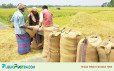 নতুন ধানেও কমছে না চালের দাম