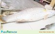 ধরা পড়লো ১৮ কেজির কোরাল, বিক্রি ২০ হাজারে