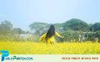 সরিষা ক্ষেতে একদিন