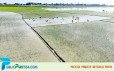 ব্যাংকবিমুখ কৃষকরা ফায়দা নিচ্ছে মহাজনরা