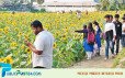 সূর্যমুখীর হাসিতে বদলে গেলো ময়লার ভাগাড়