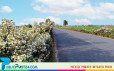 বসন্ত-ভ্রমণে পথিকের দৃষ্টি কাড়ে ভাঁটফুল