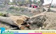 মসজিদে দান করতে সরকারি গাছ কাটলেন জামায়াত কর্মী